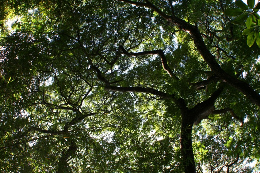 Allerton Gardens Canopy