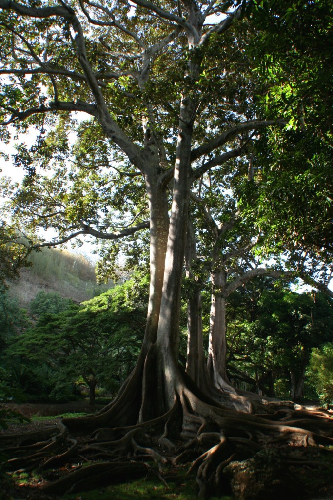 Allerton Garden Ficus