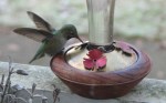 hummingbird